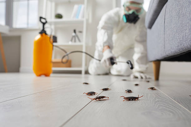 Commercial Kitchen Cockroach Control in Silver Lake
